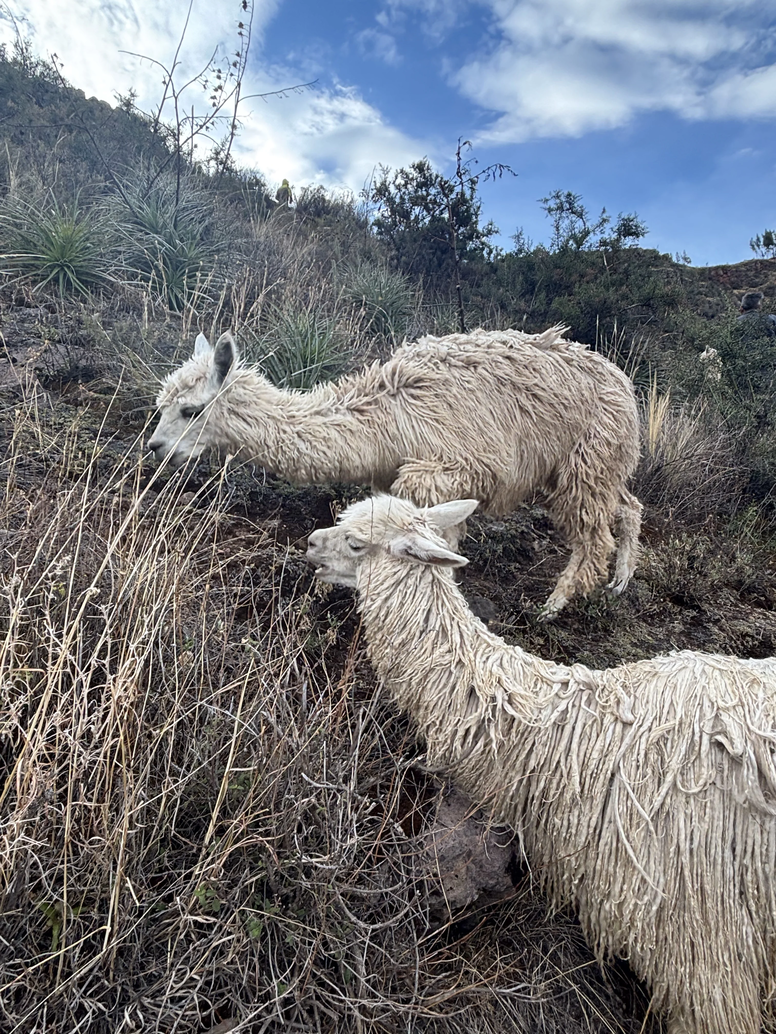 alpacas