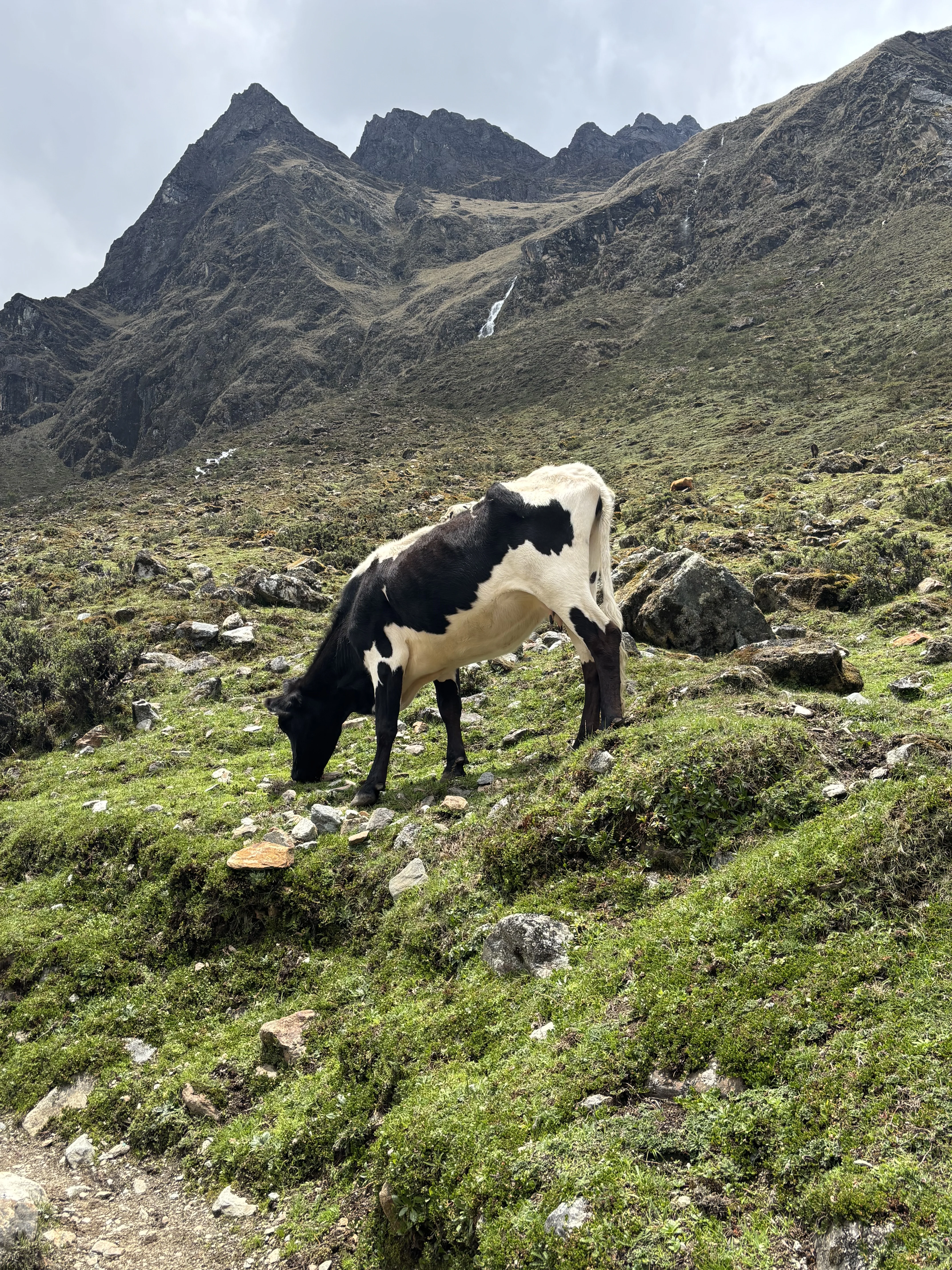 cow